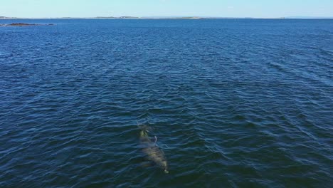 Delfín-Mular-Gigante-Nadando-En-El-Mar-Y-Saliendo-A-La-Superficie-Para-Respirar