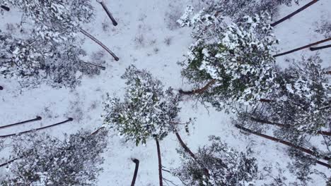 Snow-covered-winter-forest-from-above,-slow-ascend