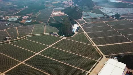 Orbit-Shot-Of-Agriculture-Fields-Of-Dragon-Fruit-Farm,-Long'an-County,-Guangxi,-China