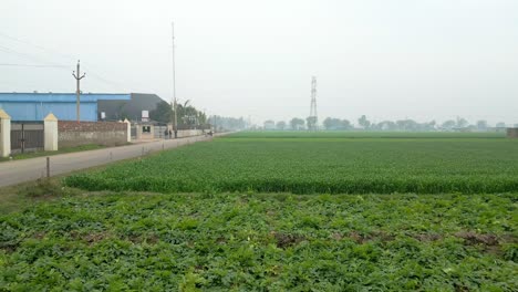 rop-fields-wide-view-in-a-village