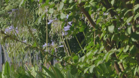 Wiesengras-Sonne-Nahaufnahme-Wilde-Blume