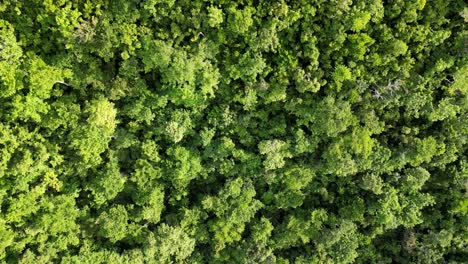 Top-Down-drone-shot-of-lush-greenery-in-a-tropical-jungle