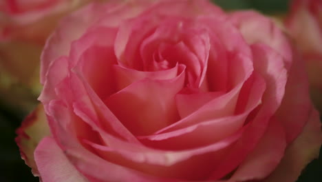 Sich-Einer-Rosa-Rose-Nähern