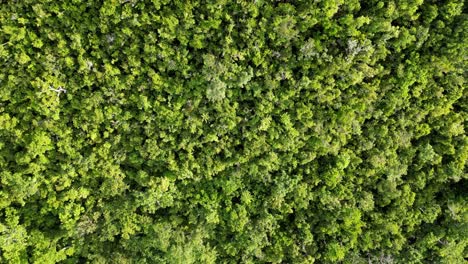 Aerial-Top-Down-drone-shot-of-lush-greenery-in-a-tropical-rainforest