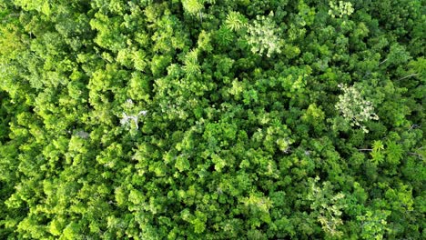 Aerial-Top-Down-view-of-tropical-jungle-in-Virac,-Catanduanes,-Philippines