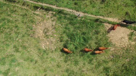 Top-down-Drone-shot-of-cows-walking-in-a-field-paddock