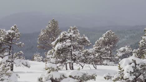 Winterlandschaft-Mit-Schneebedeckten-Bäumen-In-Indre-Fosen,-Norwegen---Breit