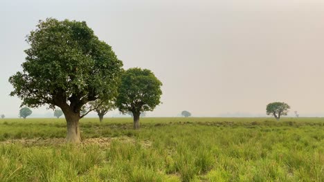 Schwenk-über-Bäume-Im-Nebligen,-üppigen-Ländlichen-Indischen-Marschland