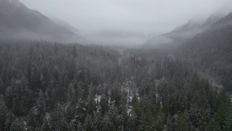 Aerial-shot-of-evergreen-fir-tree-forest-revealing-mountains-in-fog