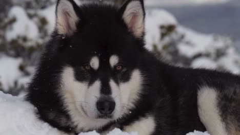 Dog-Winter---Alaskan-Malamute-Resting-In-Snow---close-up