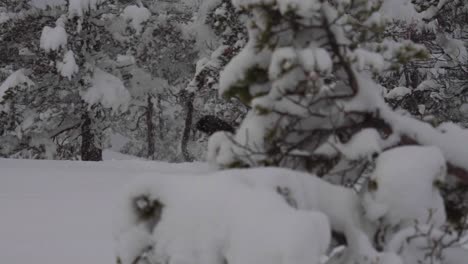 Alaskan-Malamute-Running-In-Snowy-Winter-Forest-In-Indre-Fosen,-Norway---slow-motion
