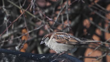 Slow-motion-shot-of-a-House-Sparrow-looking-around-and-flying-from-a-branch