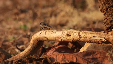 Robber-fly-in-ground-waiting-for-pry