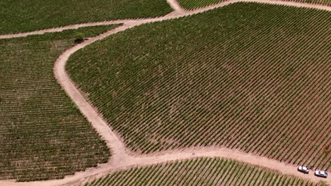Road-Between-Chilean-Vineyards,-Aerial-Scenic-View-Above-Green-Grapes-Landscape-of-Wine-Famous-Region-in-Cauquenes-Maule-Valley,-Chile-Travel-and-Tourism