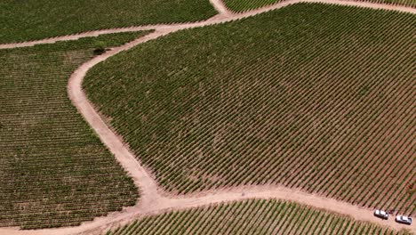 Camino-Entre-Viñedos-Chilenos,-Vista-Panorámica-Aérea-Sobre-Uvas-Verdes-Paisaje-De-La-Famosa-Región-Vinícola-En-Cauquenes-Valle-Del-Maule,-Viajes-Y-Turismo-En-Chile