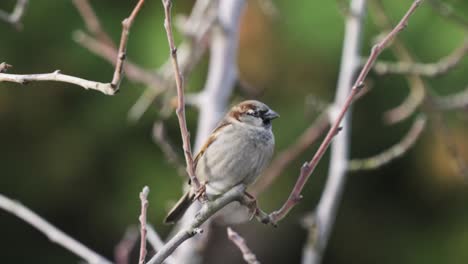 Hand-held-slow-motion-shot-of-a-house-sparrow-looking-around-from-a-small-branch