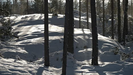 Amazing-winter-wonderland-with-backlit-snow-falling-from-trees-in-slow-motion,-ungraded