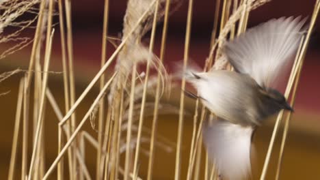 Slow-motion-shot-of-a-House-Sparrow-perched-on-a-thin-reed-and-the-flying-off