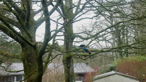 Peacocks-in-a-tree-on-a-golf-course-next-to-a-hotel-in-England