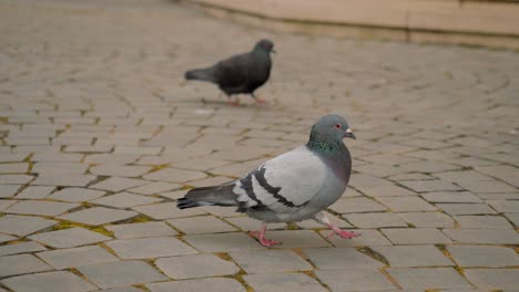 Pigeon-walking-on-a-paved-road,-slow-motion-shot