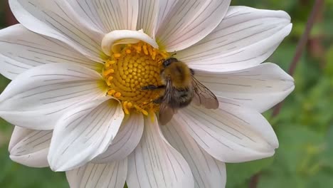 Front-view-of-a-bee-pollinating-a-flower,-macro-close-up-of-a-bee-taking-the-pollen-from-a-daisy