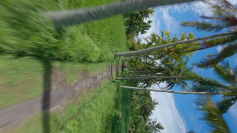 Vertical-FPV-drone-following-shot-of-blond-woman-driving-on-a-motorcycle-on-a-gravel-road-between-palm-trees-in-Bali