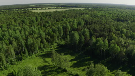 Green-forest-and-fields-aerial-bird's-eye-view