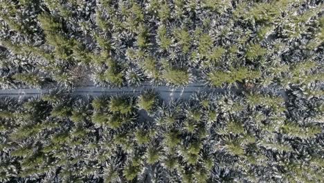 Winter-forest-with-light-snow-covered-conifer-trees,-top-down-view-flying-up-with-a-drone