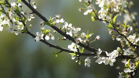 Close-up-of-blossoms,-the-small-flowers-on-a-tree-branch-during-sunshine-day-in-spring-time,-blurred-background