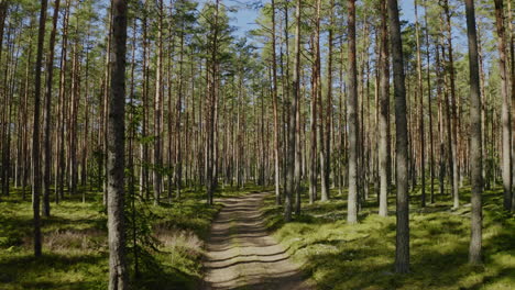 Schöner-Waldweg