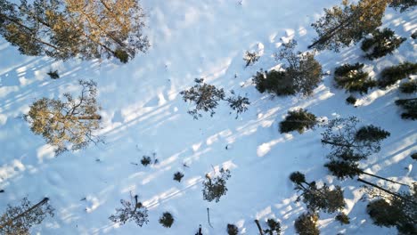 Top-down-view-of-man-walking-trough-the-snowy-forest,-while-the-sun-shoots-beams-of-light-between-the-trees