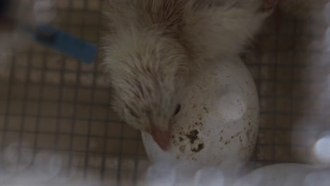 Close-up-of-chicken-hatching-from-egg-and-curious-baby-chicken-slow-motion