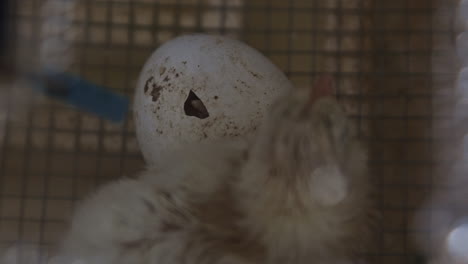 Close-up-of-chicken-hatching-from-egg-while-another-baby-chicken-runs-around-slow-motion