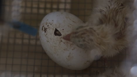 Slow-motion-panning-shot-of-chicken-hatching-from-egg