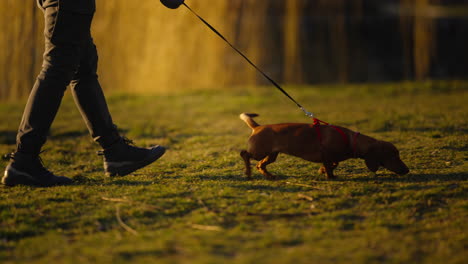 Slow-motion-shot-of-a-small-sausage-dog-on-a-lead-walking-in-a-park-at-golden-hour