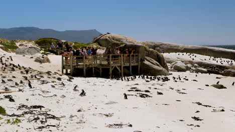 Turistas-En-La-Plataforma-De-Observación-De-La-Playa-De-Boulders-Observando-Una-Colonia-De-Pingüinos-Africanos