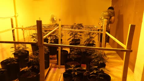 Muchas-Plantas-Jóvenes-De-Cannabis-Que-Crecen-Bajo-Luz-Amarilla-En-Una-Habitación-Pequeña