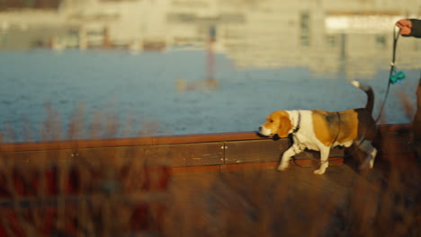 Slow-motion-shot-of-a-beagle-walking-with-its-owner-at-a-park-during-golden-hour