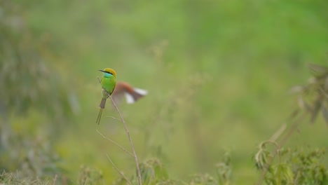 Little-Green-Bee-Eater-Sitting-On-A-Branch