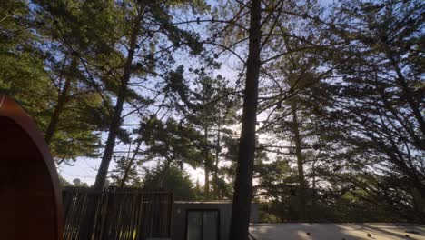 panoramic-view-of-pine-trees-in-evening-light,-the-sun-appears-between-the-trunks-of-the-trees