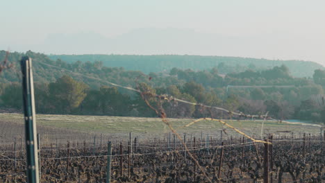 landscape-of-vineyard-crop,-during-misty-morning-sunlight