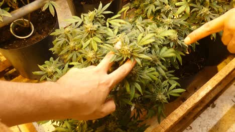A-hand-grabbing-and-inspecting-a-flowering-cannabis-plant