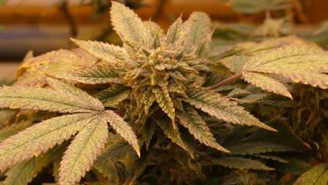 Nahaufnahme-Eines-Vergrößerten-Videos-Einer-Blühenden-Cannabispflanze