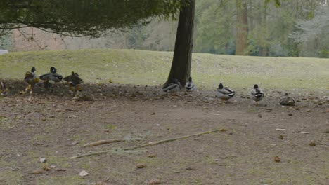Various-common-and-Mandarin-ducks-wandering-autumn-woodland-grounds-of-Norfolk-heritage-park