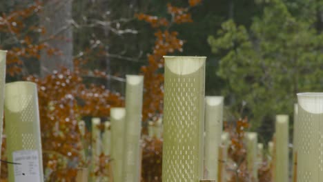 Close-up-on-new-planted-seedling-trees-growing-in-support-development-tubes-in-woodland-forest