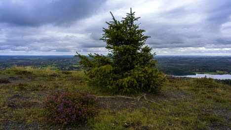 Zeitraffer-Einer-Ländlichen-Landschaft-Mit-Einem-Einzelnen-Nadelbaum-Mit-Wurzeln-Im-Vordergrund-Und-Einem-See,-Einem-Wald-Und-Hügeln-In-Der-Ferne-An-Einem-Bewölkten-Tag,-Gesehen-Von-Oben-über-Dem-Lough-Meelagh-In-Der-Grafschaft-Roscommon-In-Irland