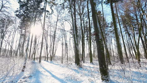 An-Einem-Sonnigen-Wintertag-Im-Wald-Spazieren-Gehen