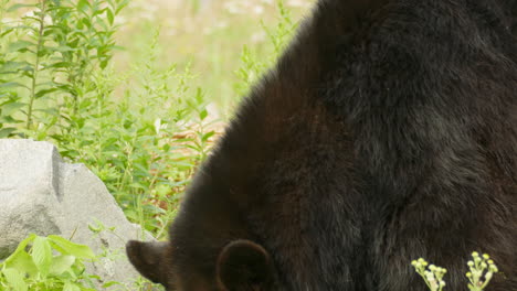 Close-up-of-bear-snout-gazing-around-in-a-meadow
