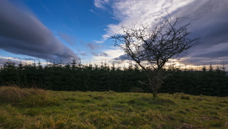 Time-lapse-of-rural-farming-landscape-with-single-tree-in-foreground-and-local-coniferous-forest-in-background-during-a-dramatic-cloudy-sunset-in-county-Roscommon-in-Ireland