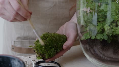 A-young-female-botanist-creates-a-tiny-live-forest-ecosystem-in-a-glass-terrarium---cleaning-the-moss---a-tight-close-up